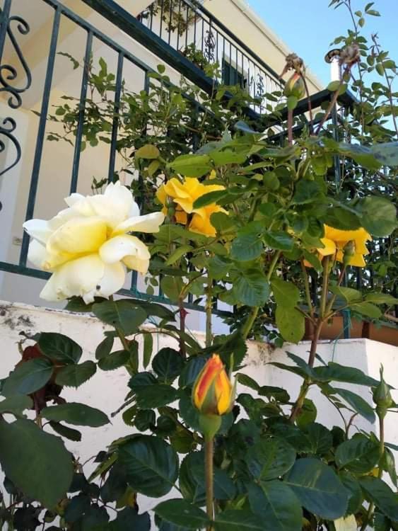 Rosegarden Villa Sami  Eksteriør billede